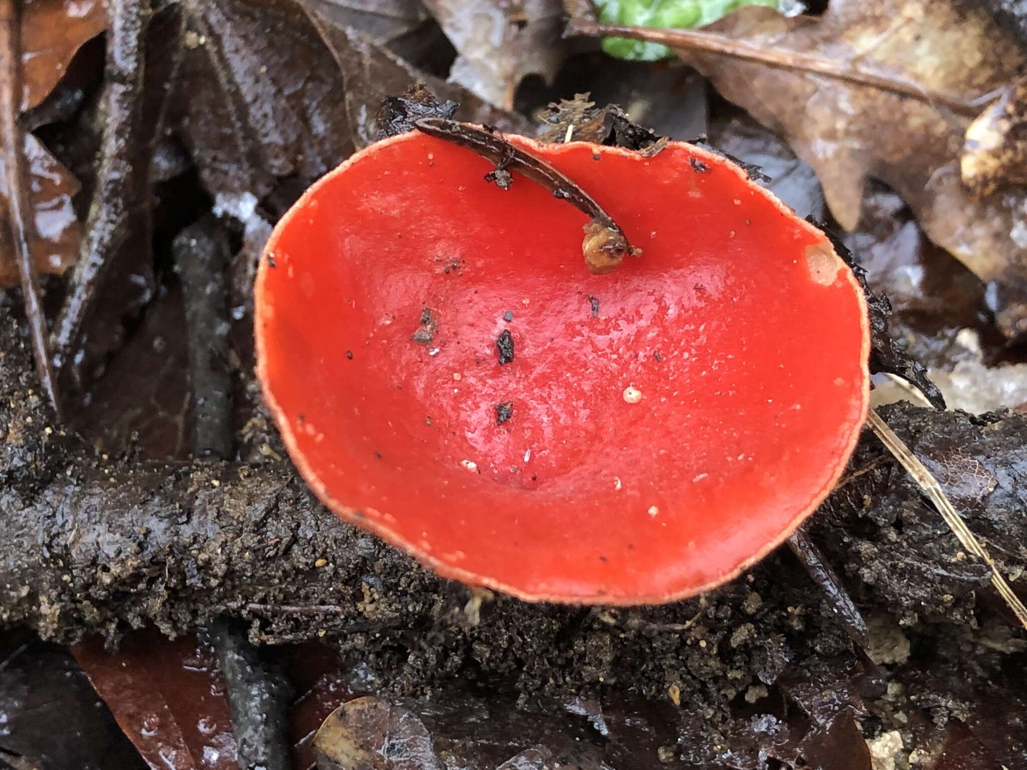 Image of Ruby elfcup