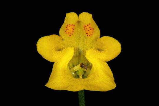 Imagem de Hemimeris sabulosa L. fil.