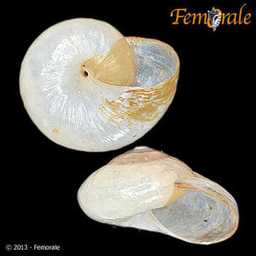 Image of Helicarionoidea
