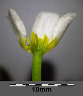 Слика од Ranunculus trichophyllus Chaix