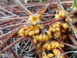 Image of Egg-shell Slime Mould