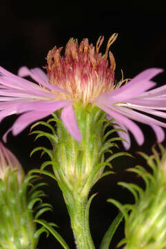 Image of Marsh American-Aster