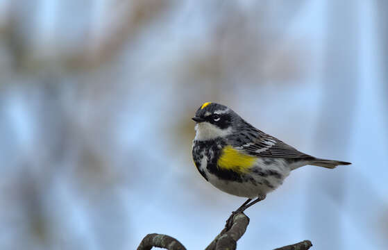 Image of Myrtle Warbler