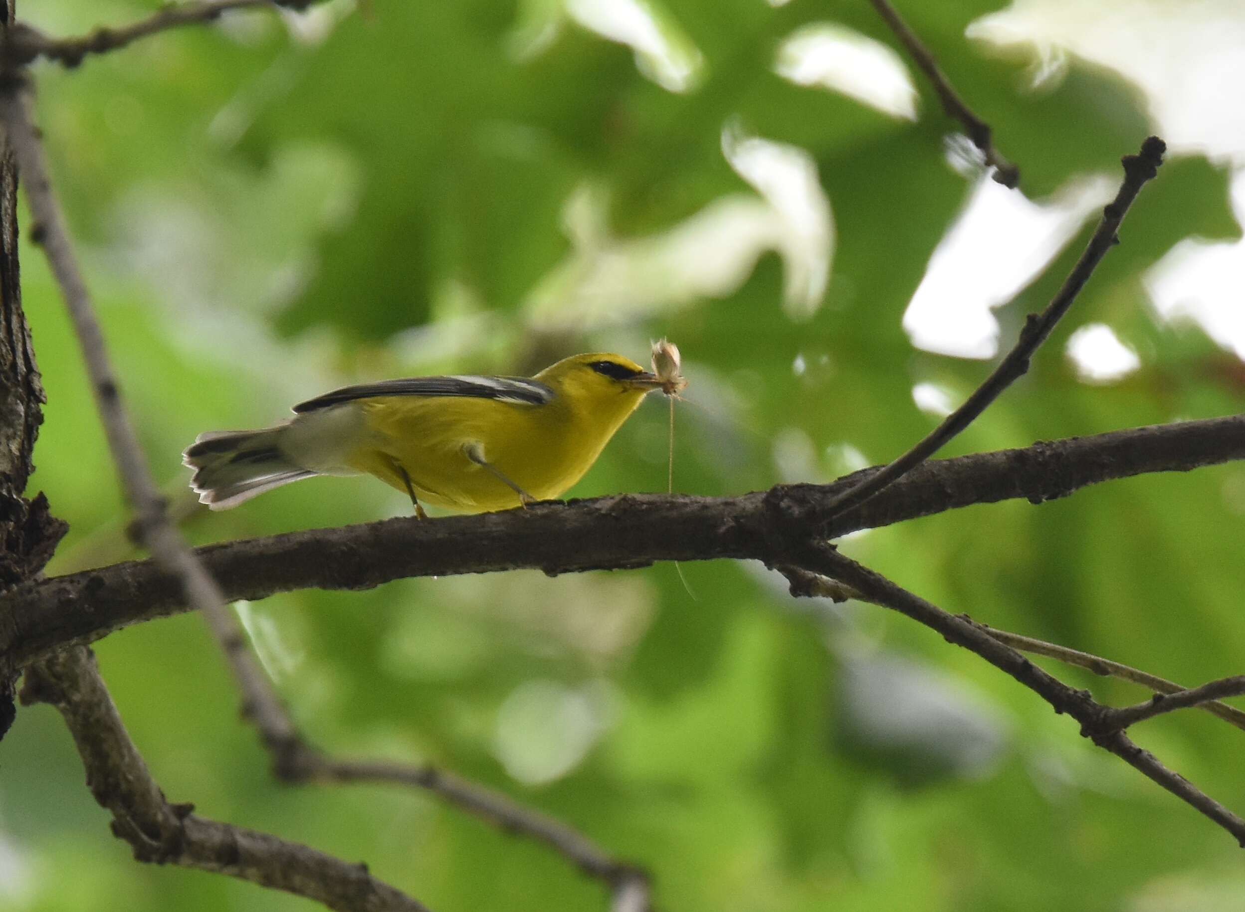 Image of Blue-winged Warbler