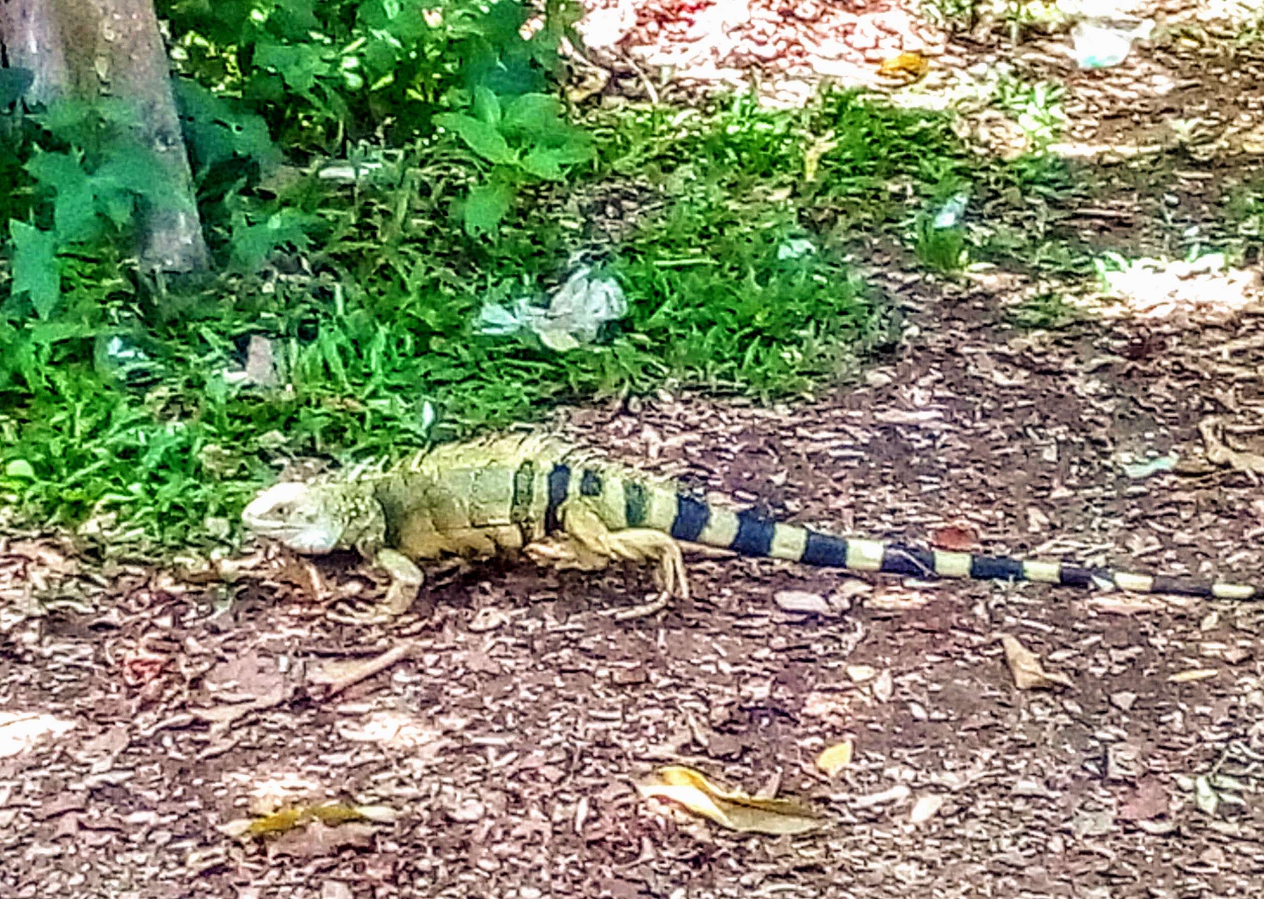 Image of Green iguana