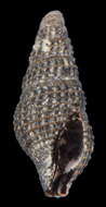 Image of Crassispira pellisphocae (Reeve 1845)