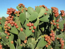 Image of Common Pricklypear