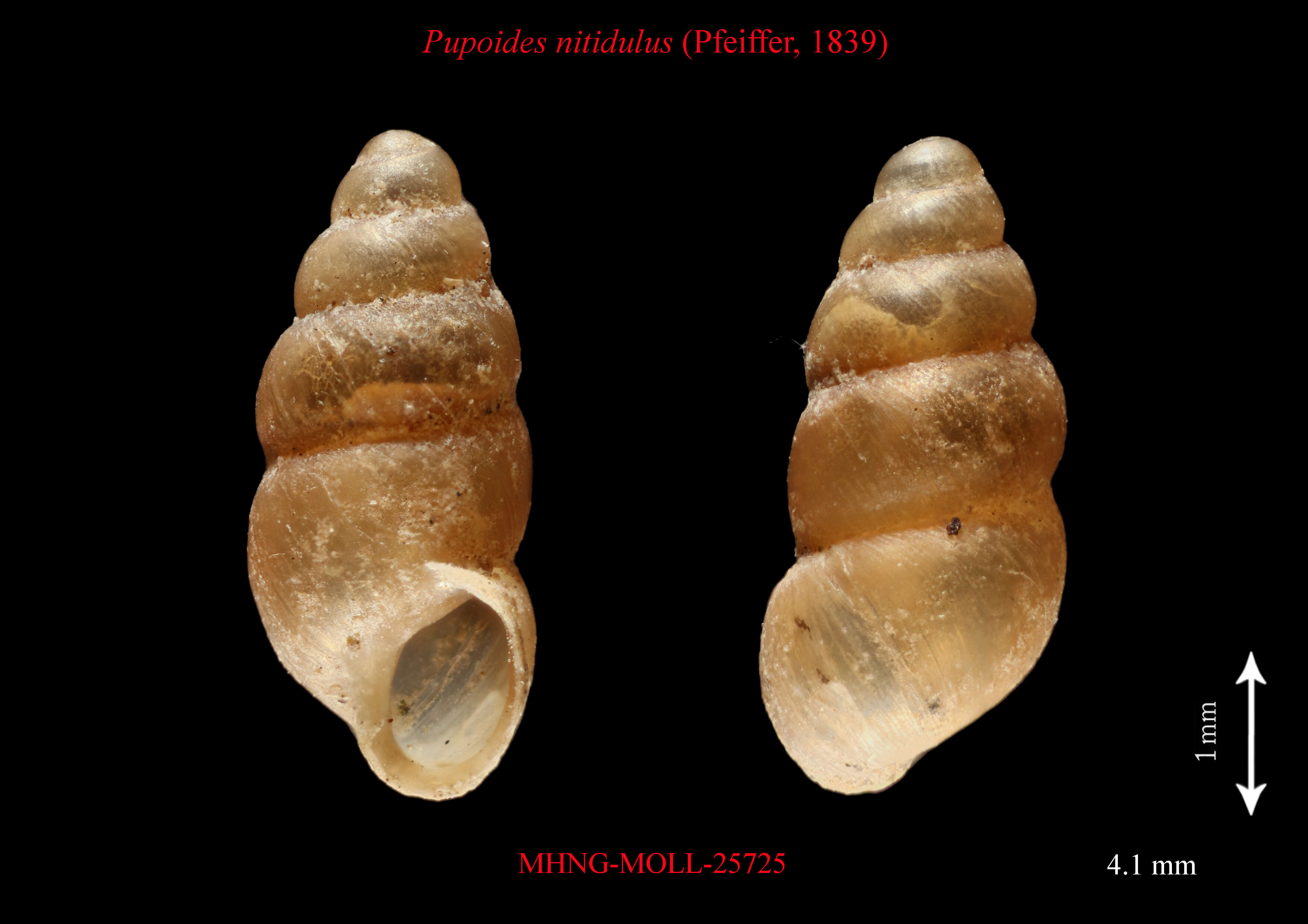 Image of Pupoides albilabris (C. B. Adams 1841)