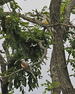 Image of Scissor-tailed Flycatcher