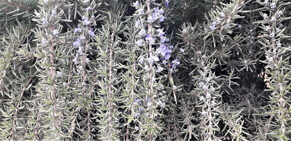 Image of Rosemary