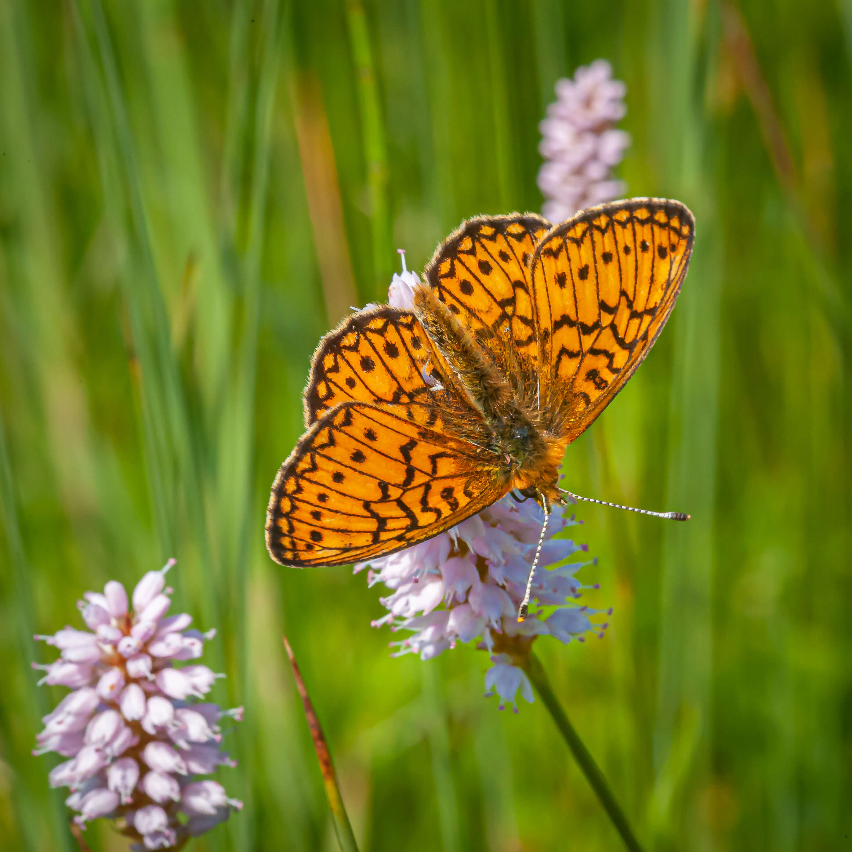 Imagem de Boloria eunomia