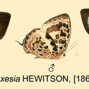 Image of Arhopala auxesia (Hewitson (1863))