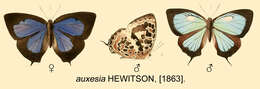 Plancia ëd Arhopala auxesia (Hewitson (1863))