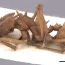 Imagem de Acromyrmex echinatior