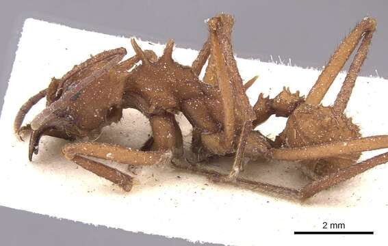 Imagem de Acromyrmex echinatior