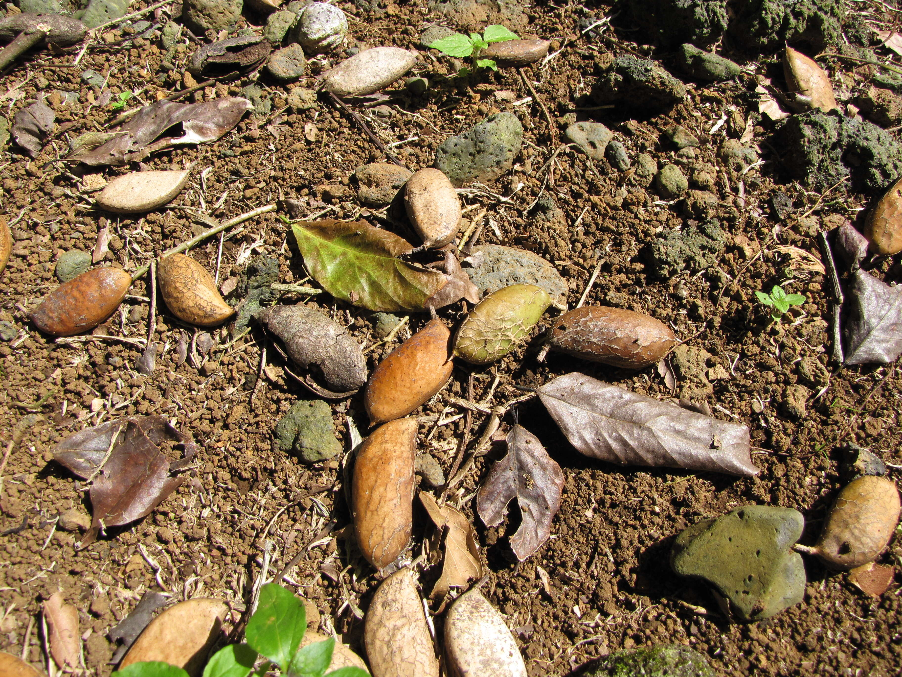 Image de Castanospermum