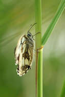 Imagem de Melanargia galathea Linnaeus 1758