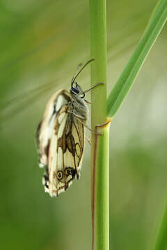 Image of marbled white