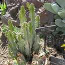 Sivun Euphorbia memoralis R. A. Dyer kuva