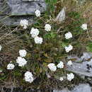 Sivun Myosotis saxatilis kuva