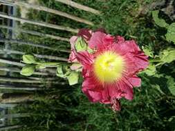 Image of hollyhock