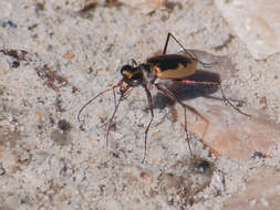 Image of White-cloaked Tiger Beetle