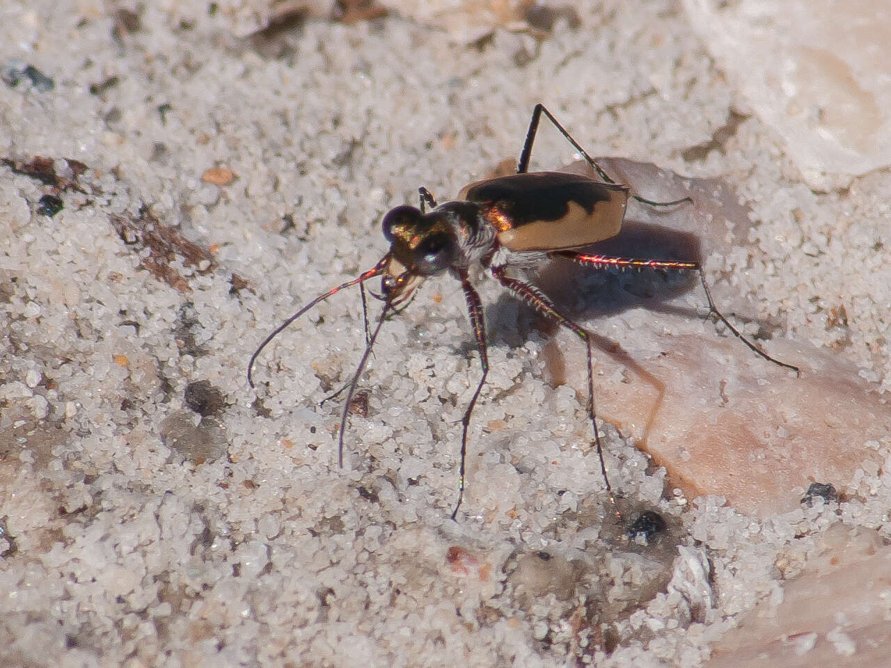 Image of White-cloaked Tiger Beetle