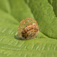 Image of Dock Hyper Weevil