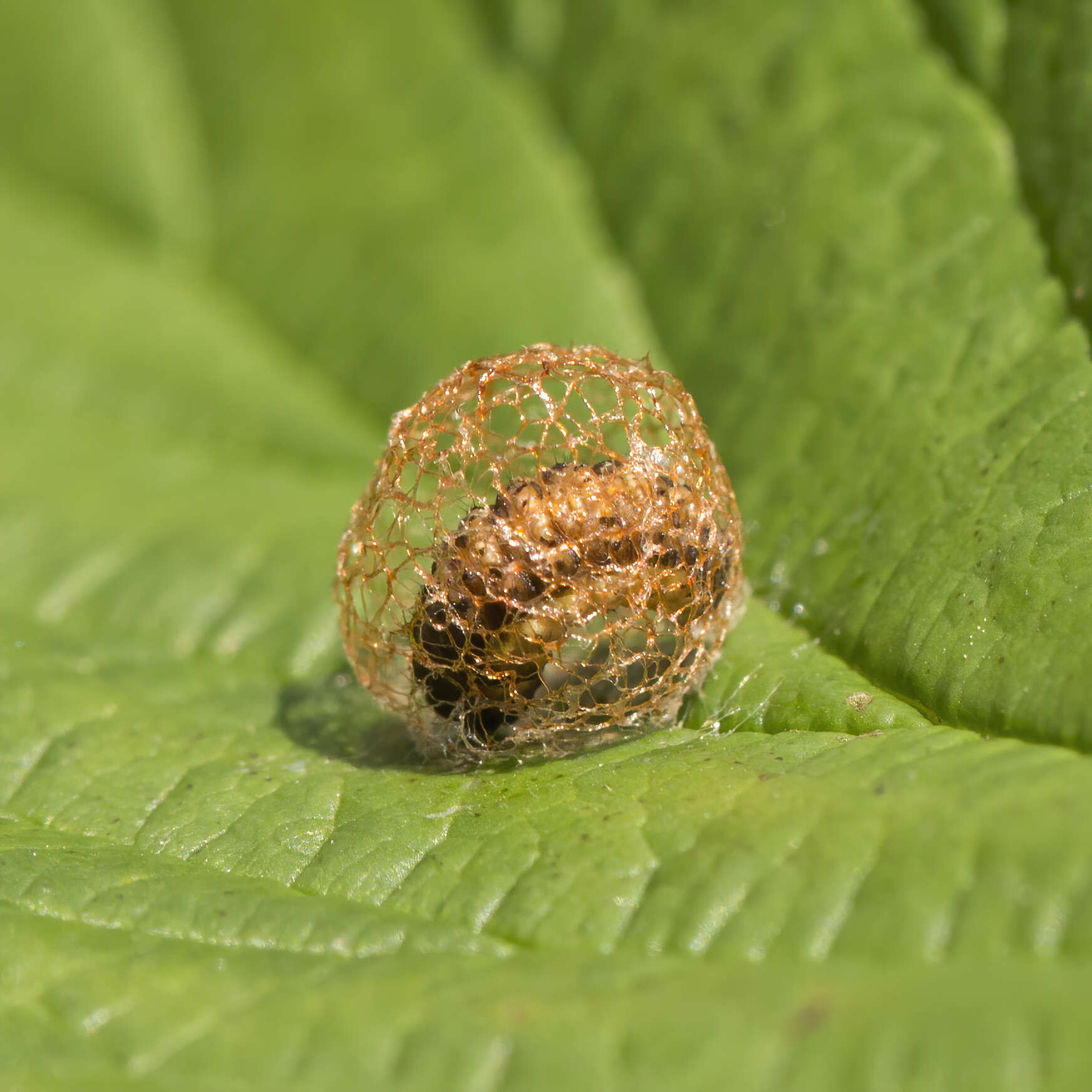 Image of Dock Hyper Weevil