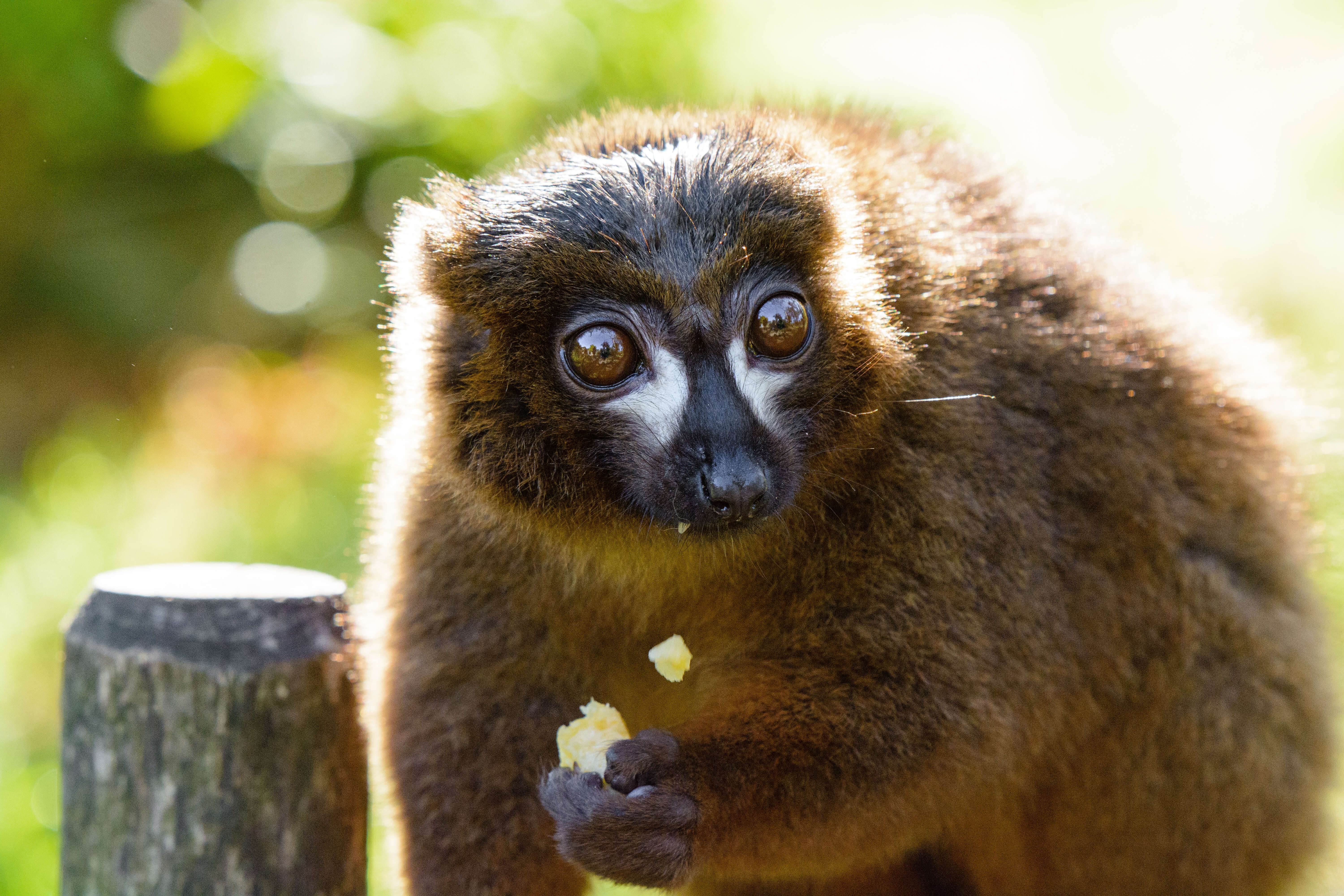 Image of Red-bellied Lemur