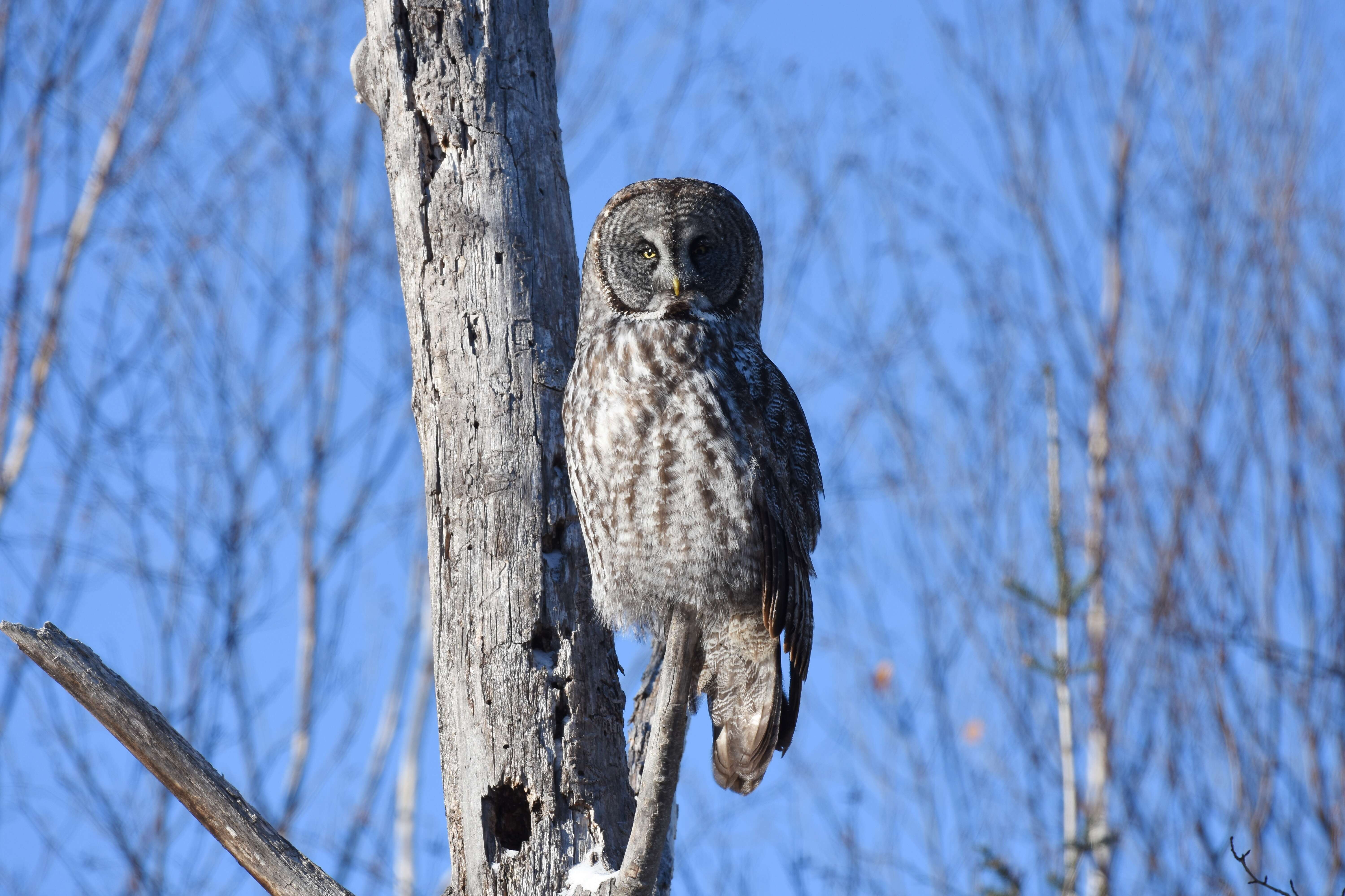 Image of Great Gray Owl