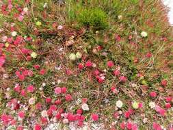 Image of Leucospermum pedunculatum Klotzsch ex Krauss