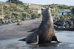 Image of South Atlantic Elephant-seal