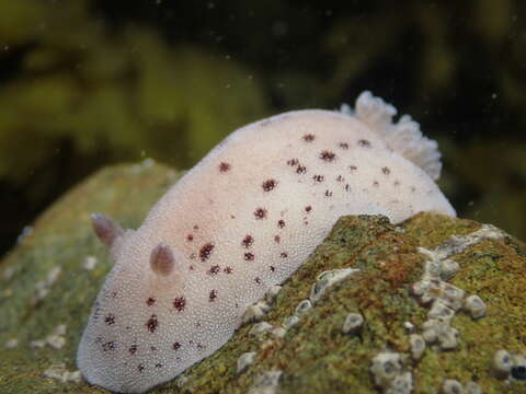 Image of Alloiodoris lanuginata (Abraham 1877)