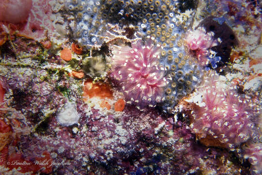 Image of painted tunicate