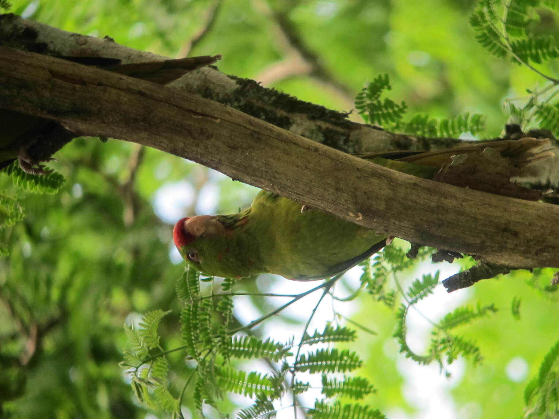 Image of Aratinga wagleri