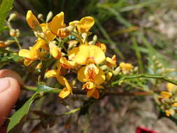 Image de Podolobium ilicifolium (Andrews) Crisp & P. H. Weston