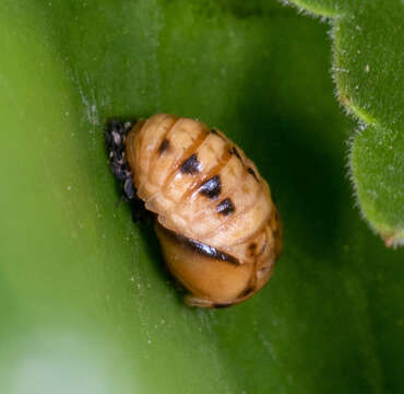 صورة Cheilomenes sexmaculata (Fabricius 1781)