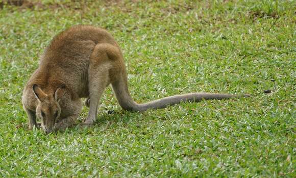 Image of Agile Wallaby