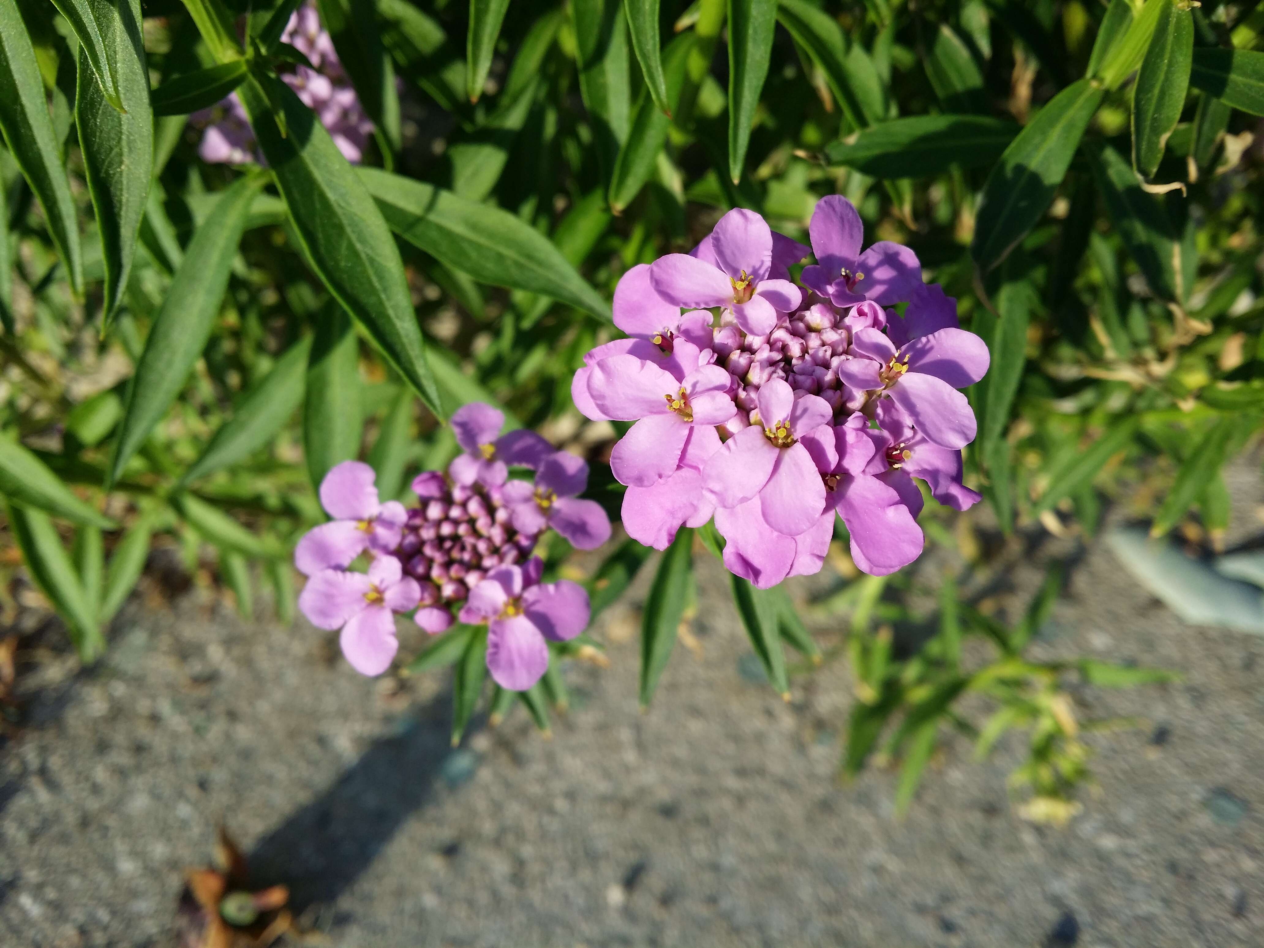 Plancia ëd Iberis umbellata L.