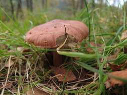 Image of Tricholoma fulvum (DC.) Bigeard & H. Guill. 1909