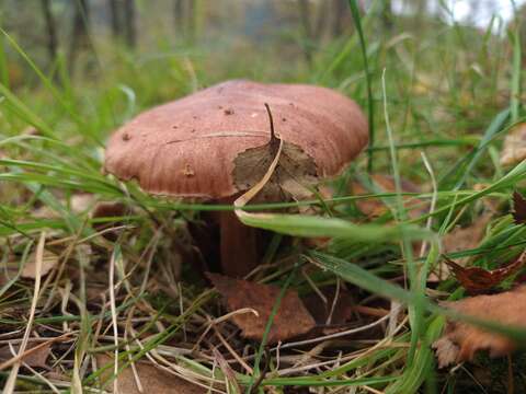 Imagem de Tricholoma fulvum (DC.) Bigeard & H. Guill. 1909