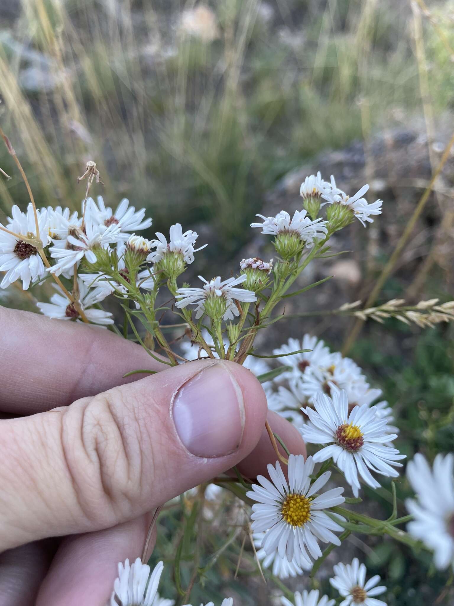 Image de Symphyotrichum porteri (A. Gray) G. L. Nesom