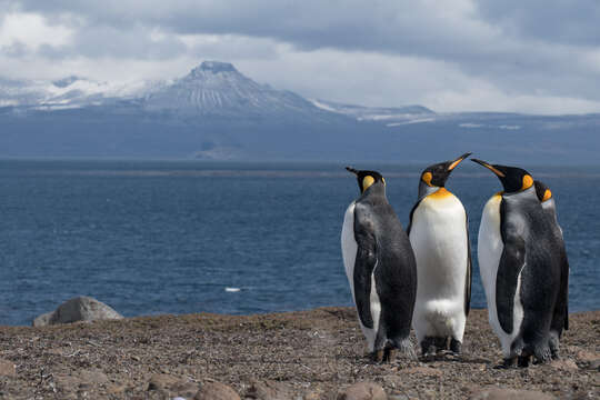 Image of King Penguin