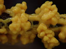 Image of Egg-shell Slime Mould