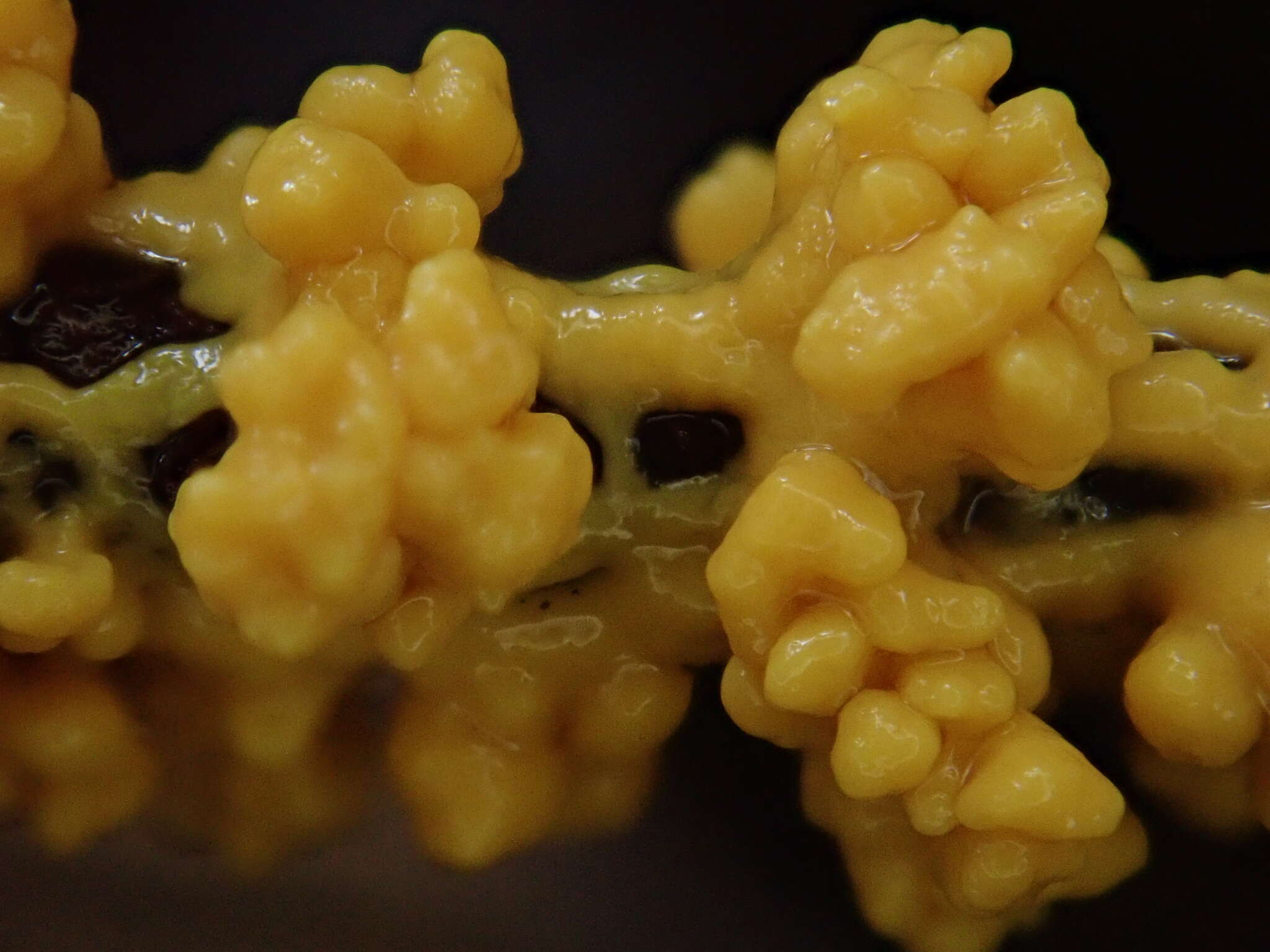 Image of Egg-shell Slime Mould