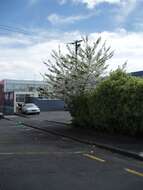 Image of Japanese flowering cherry