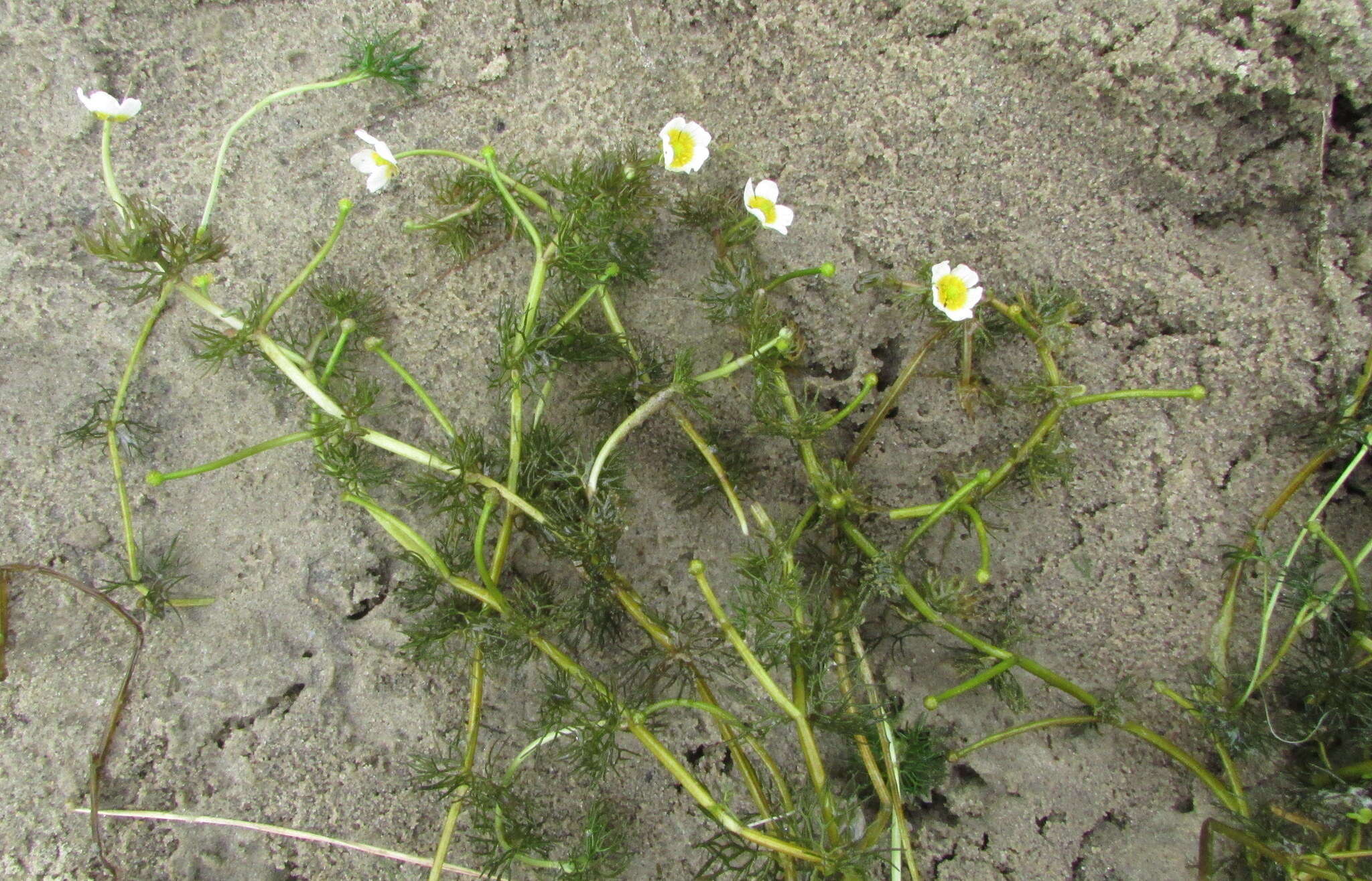 Ranunculus kauffmannii的圖片