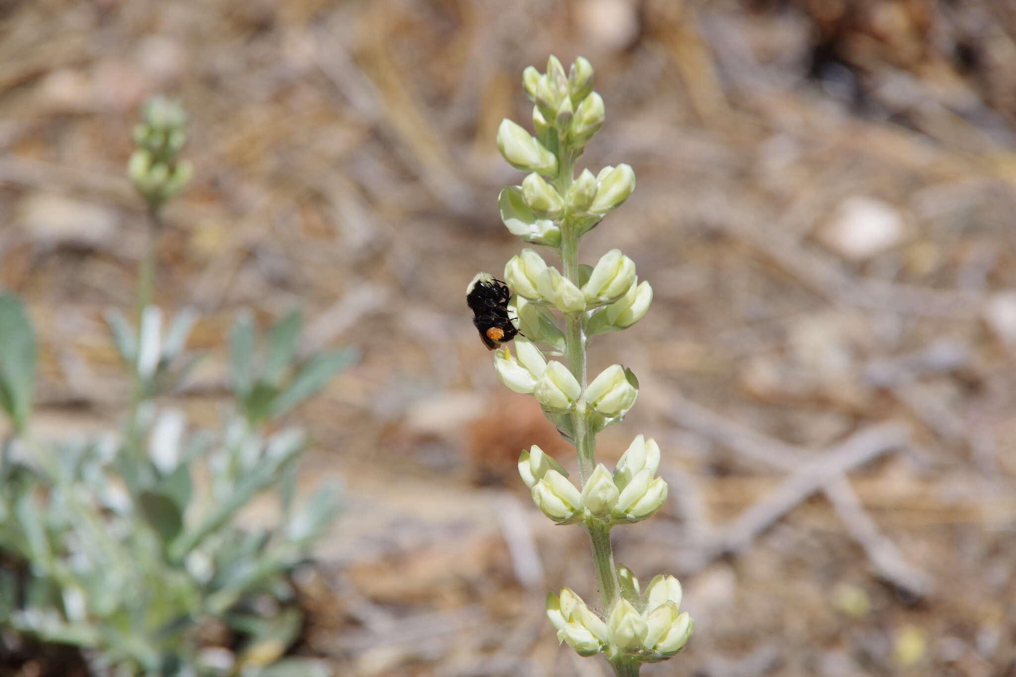 Image of Peirson's Lupine