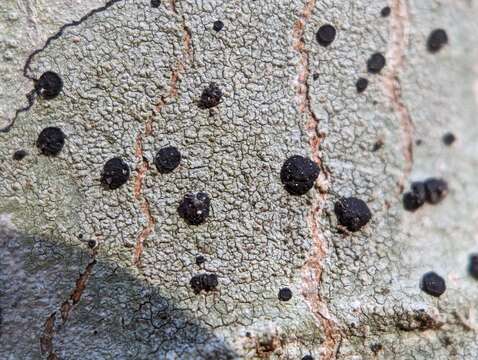 Image of disc lichen